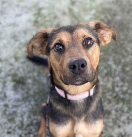 Picture for category Gastrointestinal Diets